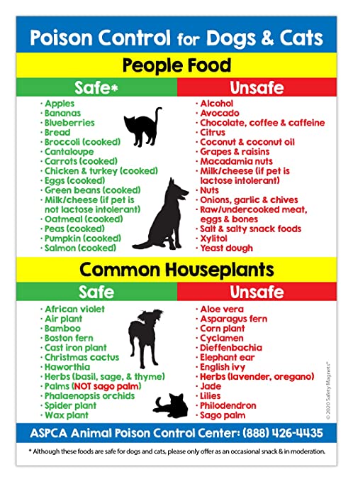 Safety Reminder For Our Four-Legged Friends