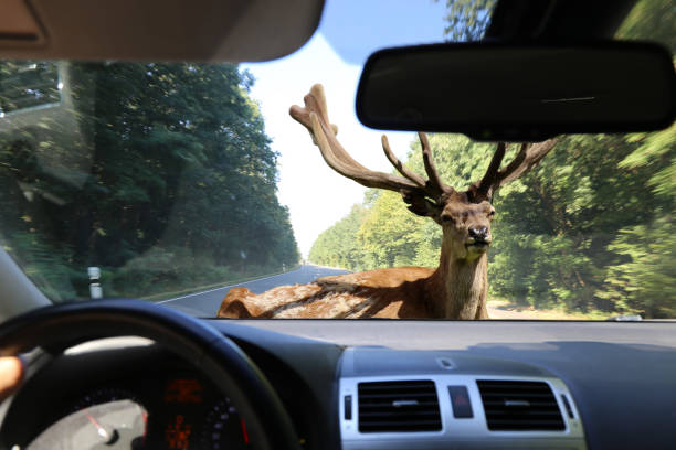 Auto Coverage for Deer Collisions: What Oklahomans Need to Know